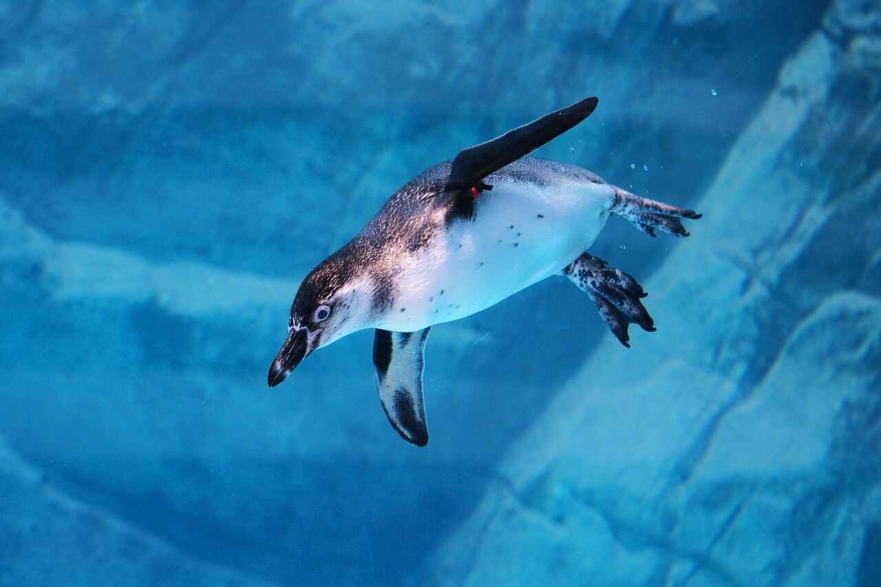 цікаві факти про пінгвінів